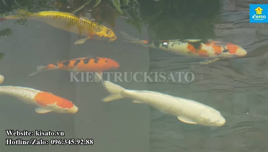 Kisato Thiết Kế Và Thi Công Hồ Cá Koi Tuyệt Đẹp Tại Quế Võ Bắc Ninh (9)